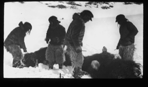 Image of Four Inuit by dead musk-oxen